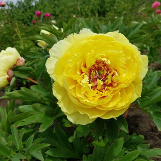Sonoma Yedo Paeonia Piwonia 2