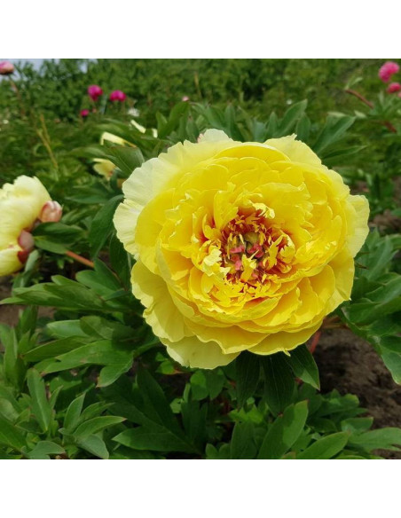 Piwonia Sonoma Yedo Paeonia