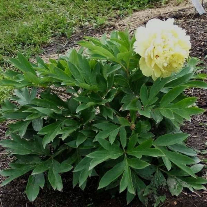 Piwonia Paeonia Sonoma Yedo