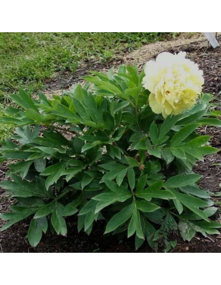 Piwonia Paeonia Sonoma Yedo