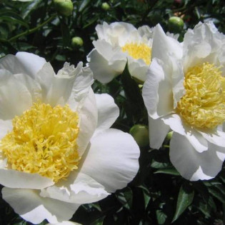 piwonia White Wings Paeonia