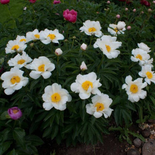 piwonia White Wings Paeonia 2