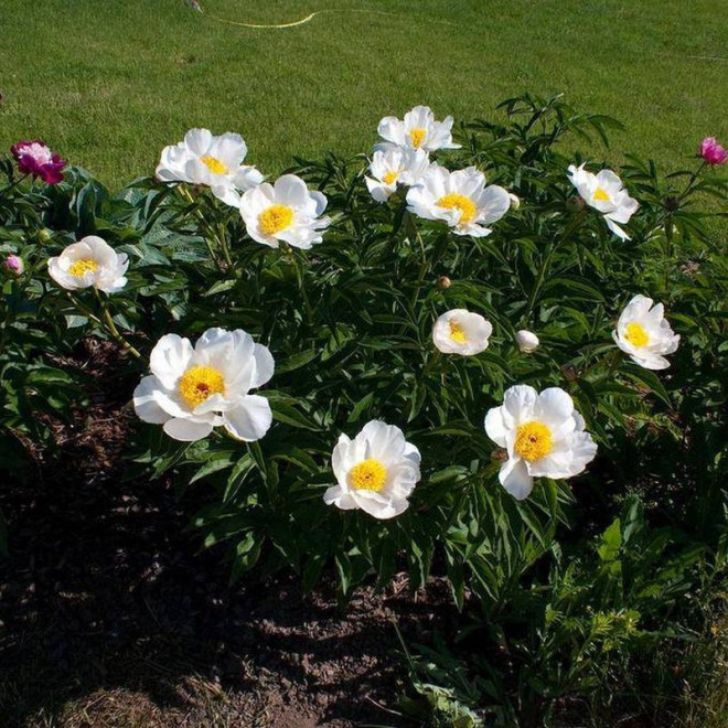 White Wings Paeonia Piwonia