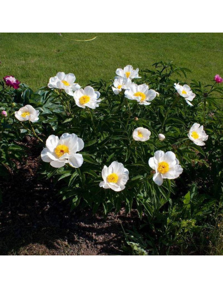 White Wings Paeonia Piwonia