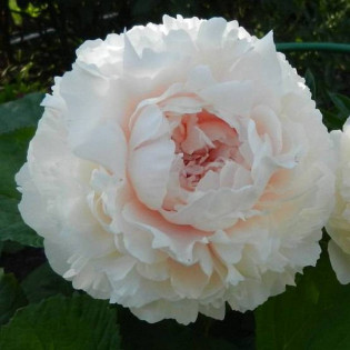 Piwonia Solange Paeonia