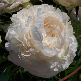 Piwonia Solange Paeonia 2