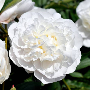 Piwonia Snow Supreme Paeonia