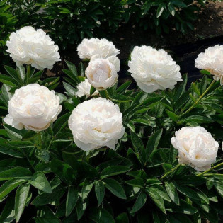 Piwonia Snow Supreme Paeonia 2