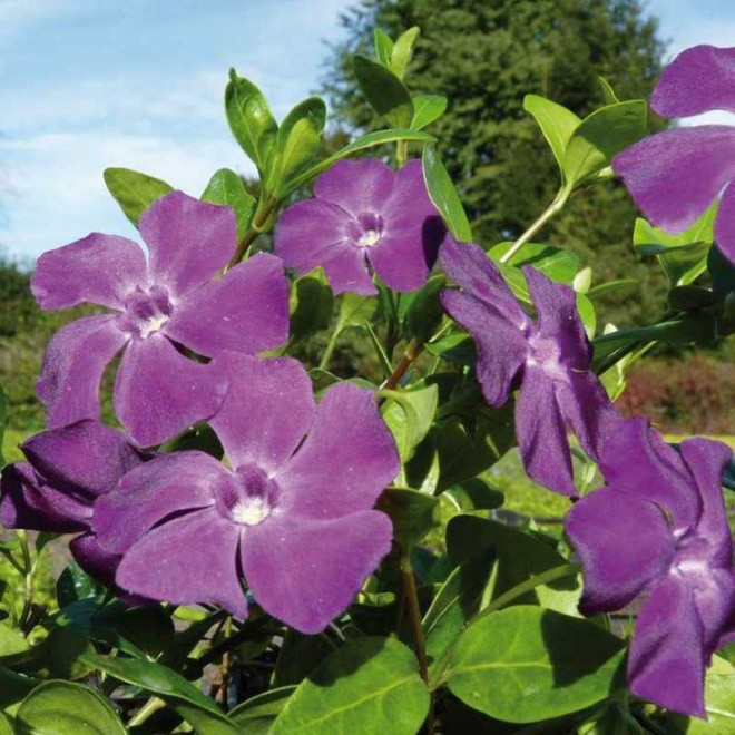 Barwinek pospolity Atropurpurea Plena Vinca minor