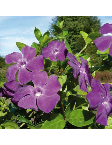 Barwinek pospolity Atropurpurea Plena Vinca minor