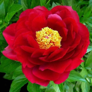 Smoutha Paeonia Piwonia