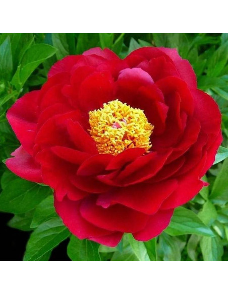 Smoutha Paeonia Piwonia