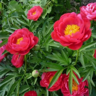 Smoutha Paeonia Piwonia 2