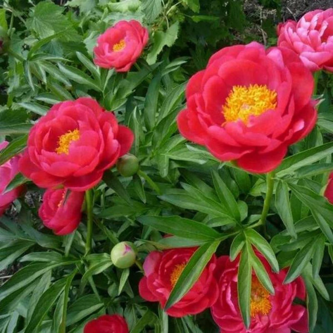 Piwonia Smoutha Paeonia