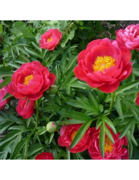 Piwonia Smoutha Paeonia