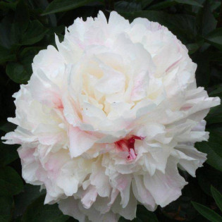 Piwonia Shirley Temple Paeonia
