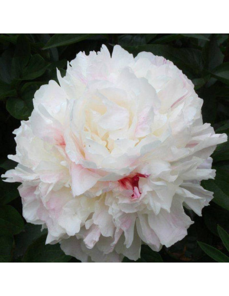 Piwonia Shirley Temple Paeonia