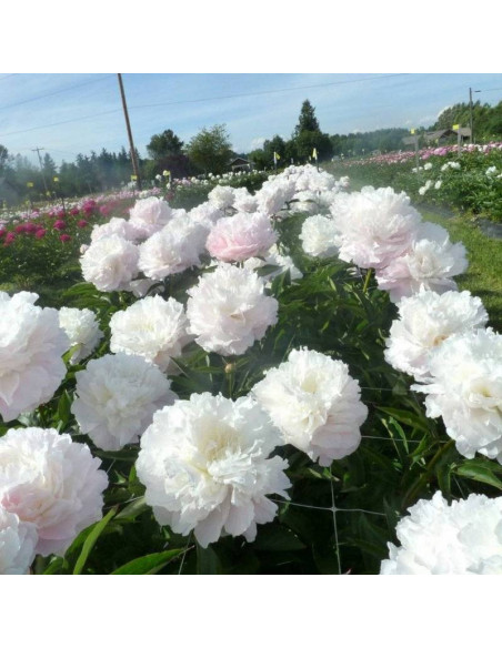 Shirley Temple Paeonia Piwonia