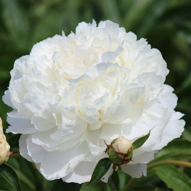 Piwonia Paeonia Shirley Temple