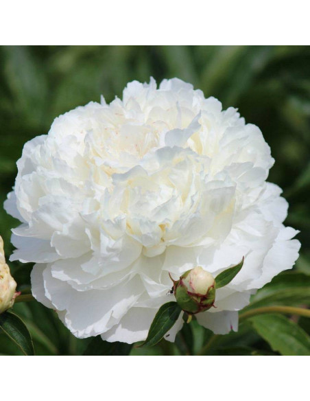 Piwonia Paeonia Shirley Temple