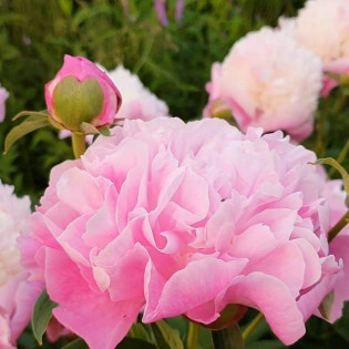 She's My Star Paeonia Pwonia