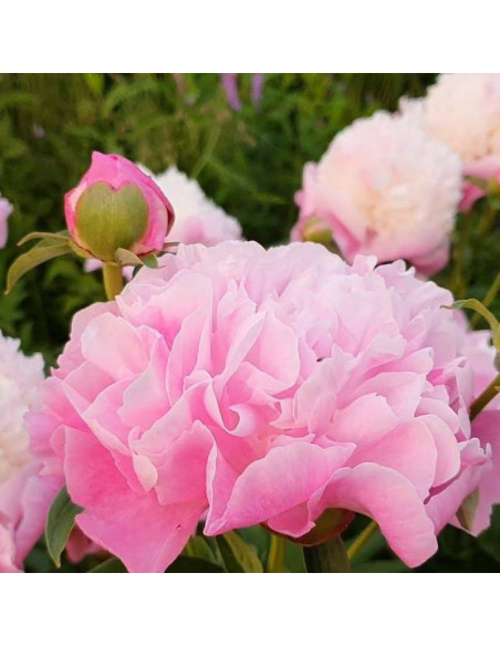 She's My Star Paeonia Pwonia