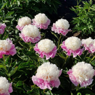 She's My Star Paeonia Pwonia 2