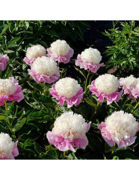 Pwonia She's My Star Paeonia