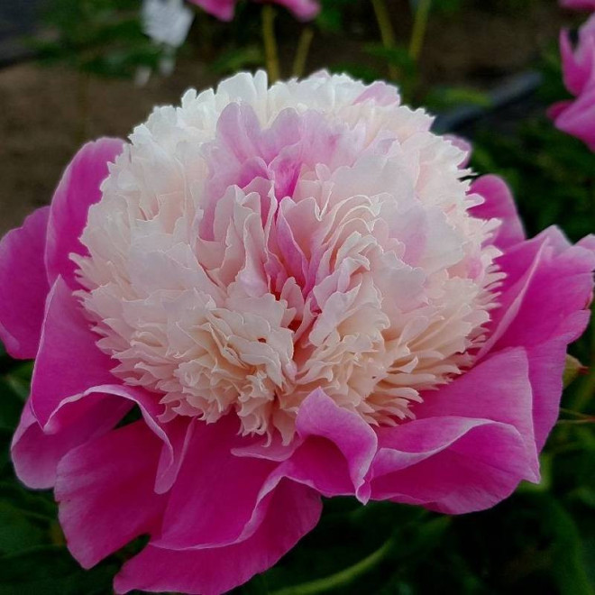 Pwonia Paeonia She's My Star