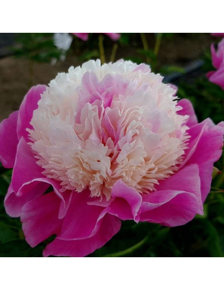Pwonia Paeonia She's My Star
