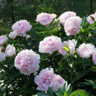 Sarah Bernhardt Paeonia Piwonia