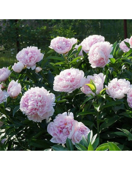 Sarah Bernhardt Paeonia Piwonia