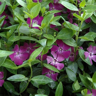 Barwinek pospolity Atropurpurea Plena Vinca minor 2