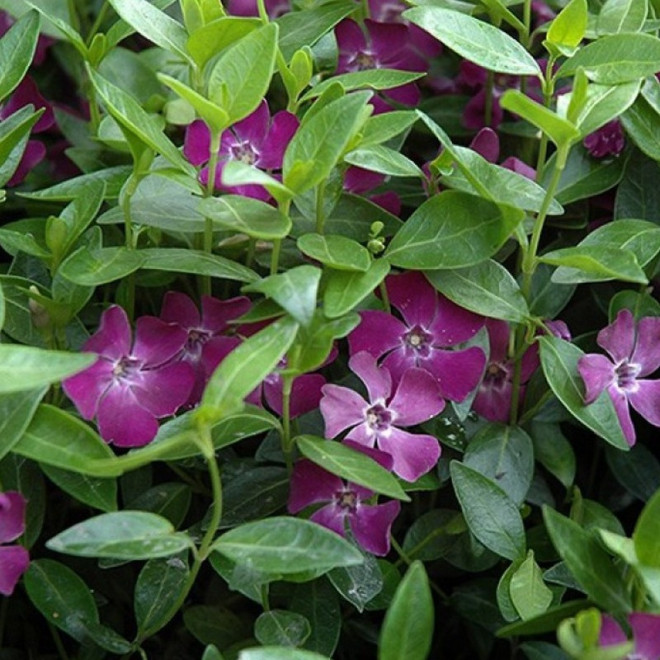 Atropurpurea Barwinek pospolity Plena Vinca minor