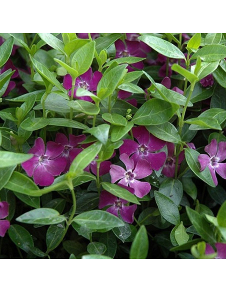 Atropurpurea Barwinek pospolity Plena Vinca minor