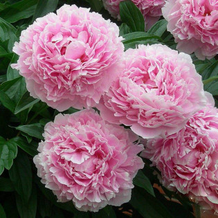 Sarah Bernhardt Paeonia Piwonia 2