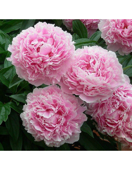 Piwonia Sarah Bernhardt Paeonia