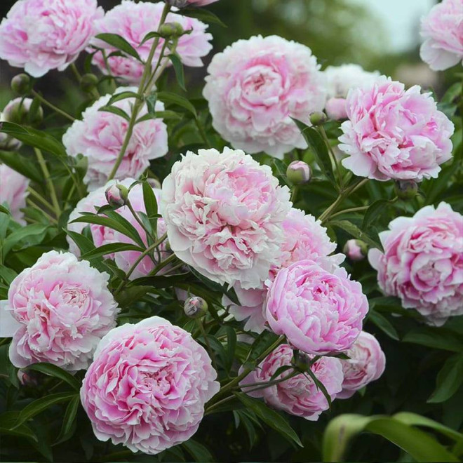 Piwonia Paeonia Sarah Bernhardt