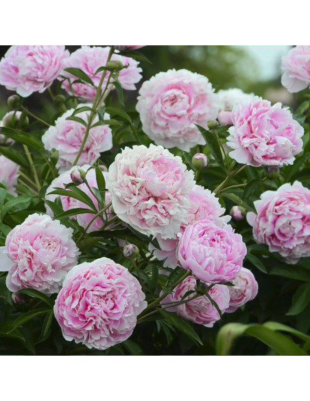 Piwonia Paeonia Sarah Bernhardt