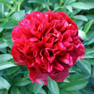 Piwonia Red Supreme Paeonia