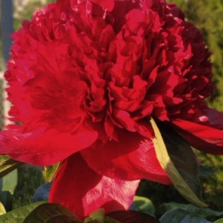 Piwonia Red Supreme Paeonia 2
