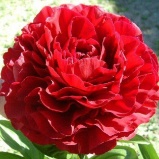 Piwonia Red Sarah Bernhardt Paeonia