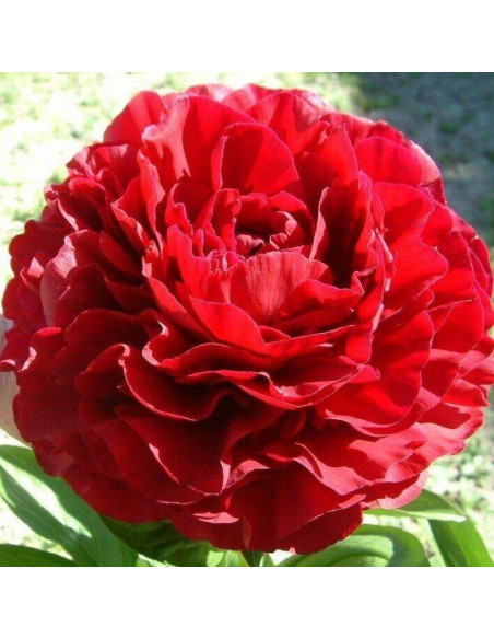 Piwonia Red Sarah Bernhardt Paeonia