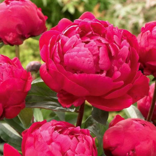 Piwonia Red Sarah Bernhardt Paeonia 2