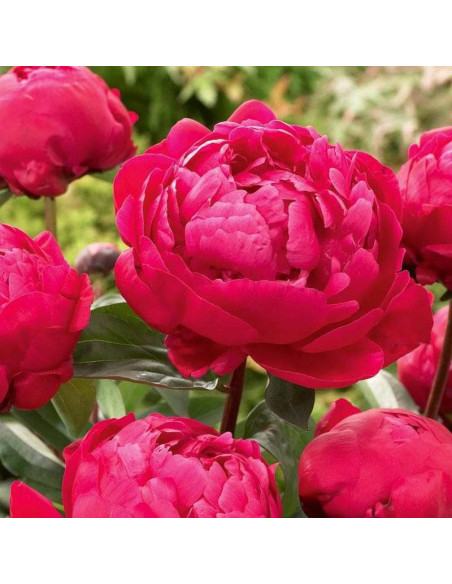 Red Sarah Bernhardt Paeonia Piwonia