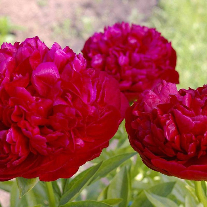 Piwonia Paeonia Red Sarah Bernhardt
