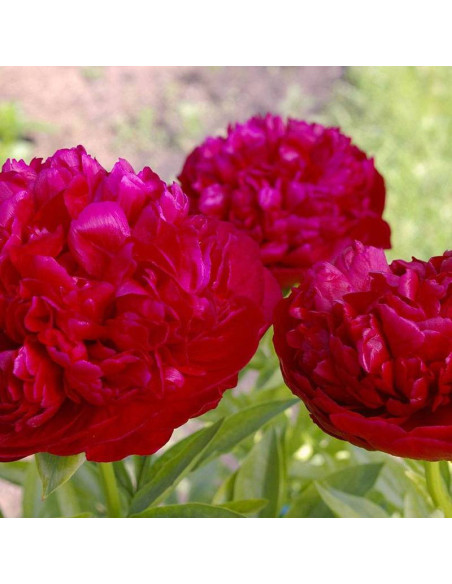 Piwonia Paeonia Red Sarah Bernhardt