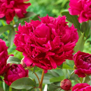Piwonia RED MAGIC Hei Hai Bo Tao Paeonia
