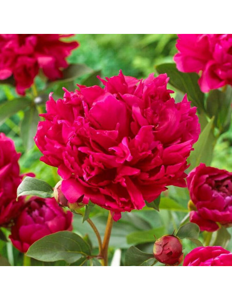 Piwonia RED MAGIC Hei Hai Bo Tao Paeonia