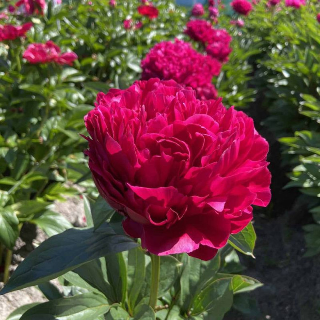 RED MAGIC Hei Hai Bo Tao Paeonia Piwonia